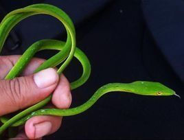 藤蛇