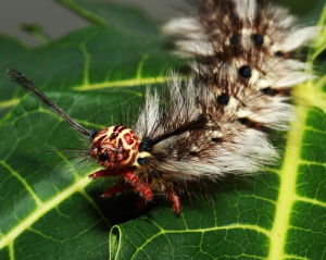 油茶大毛蟲 油茶大毛蟲