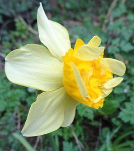 明星水仙 明星水仙