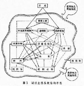 淡水生態 淡水生態