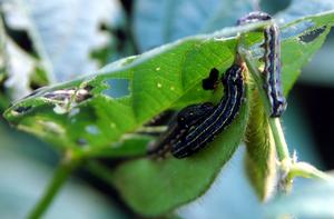 大豆斜紋夜蛾 大豆斜紋夜蛾