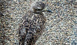 保護色[生物學專業術語]