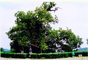 太原樹王 太原樹王