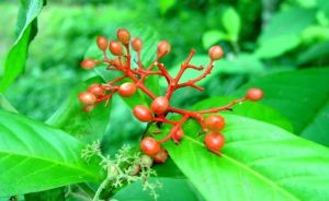 抱莖龍船花 抱莖龍船花