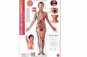 攜帶型最新國際標準針灸經絡穴位掛圖 攜帶型最新國際標準針灸經絡穴位掛圖