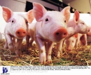 動物克隆 動物克隆