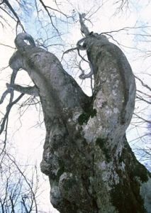 古木參天 古木參天