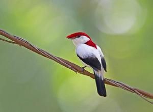 阿拉里皮嬌鶲 阿拉里皮嬌鶲