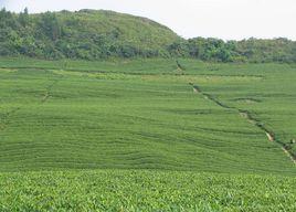 石塔村[福建省泉州安溪縣龍涓鄉石塔村]