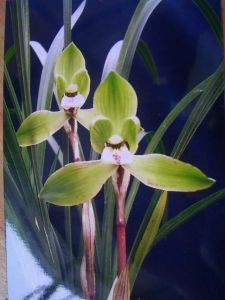 蘇州春一品 蘇州春一品