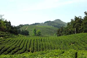 白雲岱林場 白雲岱林場
