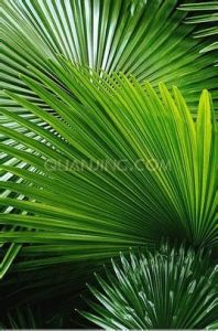 棕櫚葉 棕櫚葉
