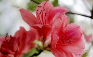 子花杜鵑 子花杜鵑