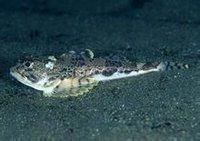 南極杜父魚 南極杜父魚