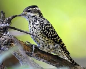 格斑啄木鳥 格斑啄木鳥