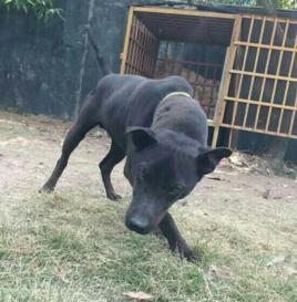 湖北箭毛獵犬 湖北箭毛獵犬