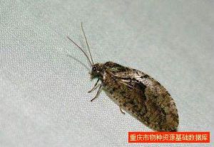 若象廣褐蛉 若象廣褐蛉