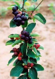 唐棣[薔薇科唐棣屬植物]