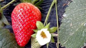 大廟李草莓園 大廟李草莓園