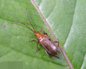 脈翅螢屬 脈翅螢屬