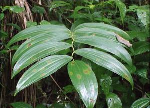 鐮座景天 鐮座景天