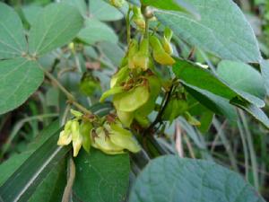 蔓草蟲豆（花、果）