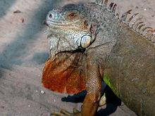 鬣鱗蜥