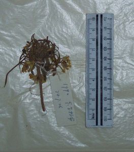 外折糖芥 外折糖芥