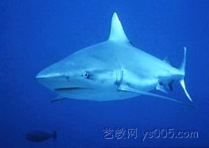 白邊鰭真鯊 白邊鰭真鯊