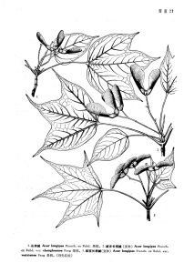 維西長柄槭（變種）