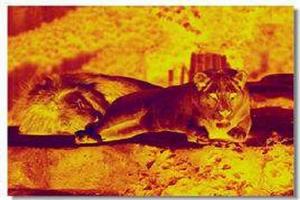 熱紅外線圖像 熱紅外線圖像