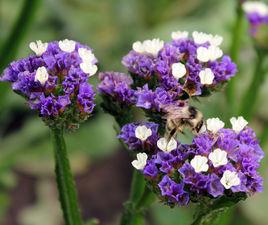 補血草[補血草]