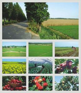 廬江縣郭河鎮現代農業