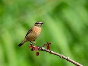 黑喉石即鳥 黑喉石即鳥