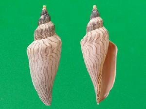 艾利卡渦螺 艾利卡渦螺