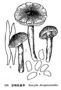 空柄絲蓋傘 空柄絲蓋傘