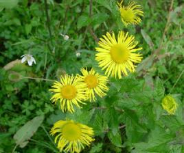水朝陽花 水朝陽花
