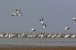 鄱陽湖國家自然保護區 鄱陽湖國家自然保護區