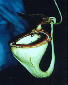 圓錐豬籠草 圓錐豬籠草