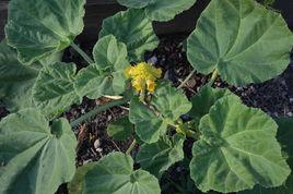 黃花單角胡麻 黃花單角胡麻