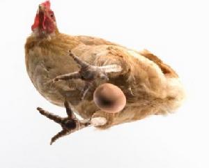 OC-17在雞蛋形成中的重要作用