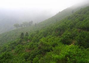 廣東烏龍茶 廣東烏龍茶