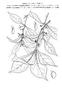 異色假衛矛 異色假衛矛