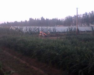 崔家莊鎮 崔家莊鎮