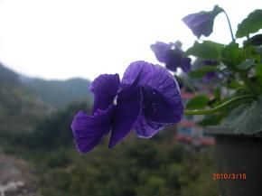 喜馬拉雅蠅子草 喜馬拉雅蠅子草