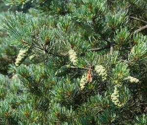 華南五針松 華南五針松