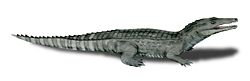 伯尼斯鱷（學名Bernissartia）意思為“來自貝尼沙特的”，是種已滅絕鱷類，身長約60厘米。伯尼斯鱷是曾經存在的鱷類中體型最小之一。它外表類似現代的鱷魚，可能是半水生動物。它的頜部前部牙齒呈長、針狀，可捕食魚類，而頜部後部牙齒呈寬廣、平坦狀，可壓碎貝類與屍體的骨頭。它生存於早白堊紀的英格蘭與比利時。伯尼斯鱷化石時期： 早白堊紀  保護狀況 化石 科學分類 界： 動物界 Animalia 門： 脊索動物門 Chordata 綱： 蜥形綱 Sauropsida 總目： 鱷形超目 Crocodylomorpha (未分級) 中真鱷類 Mesoeucrocodylia 科： 伯尼斯鱷科 Bernissartiidae 屬： 伯尼斯鱷屬 Bernissartia