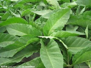 野葉子煙 野葉子煙