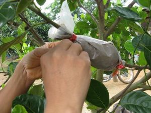 高枝壓條 高枝壓條