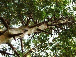 大葉刺籬木 大葉刺籬木